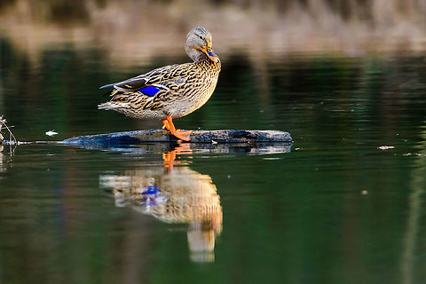 20180130-DSC_4667  Anas platyrhynchos,Geotagged,Mallard,United States,Winter