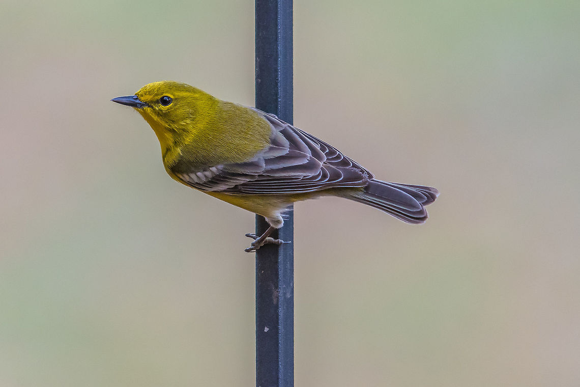 Black-throated Green Warbler This little guy waits in line for a spot at my front yard feeder. Black-throated Green Warbler,Geotagged,Pine warbler,Setophaga pinus,Setophaga virens,United States,Winter