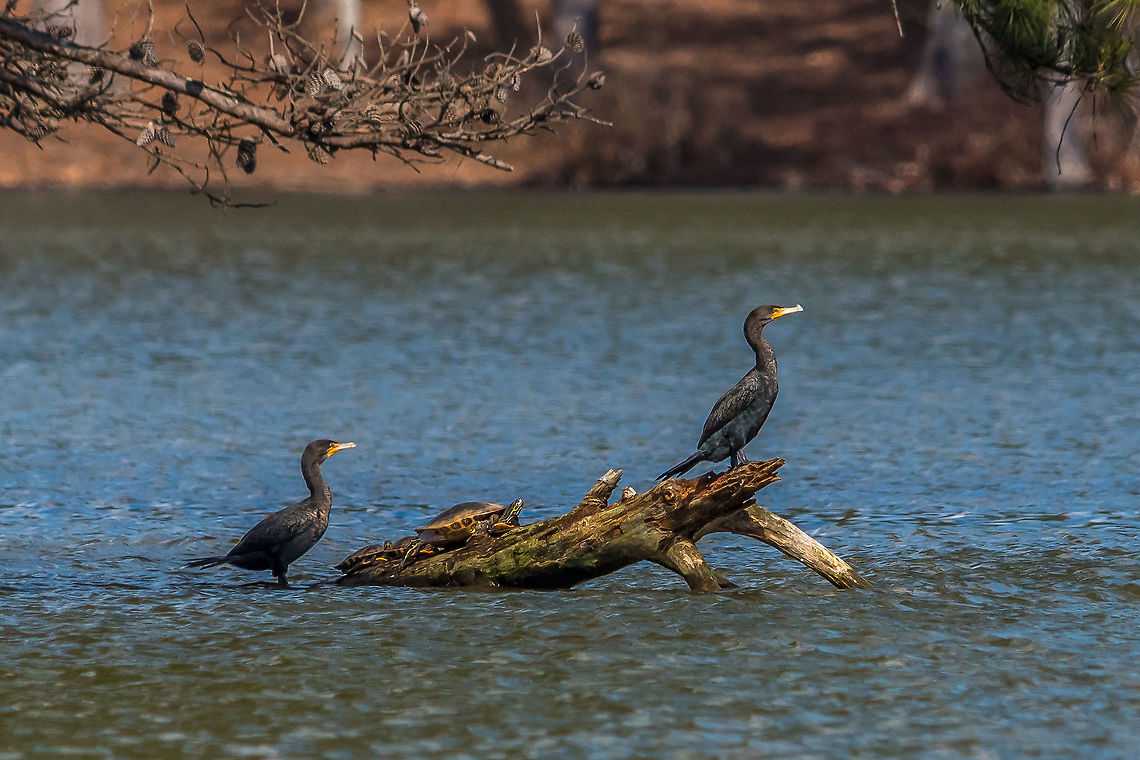 Sunning out at Stone Mountain 2 double-crested cormorant&#039;s get some sun with some turtles out on Stone Mountain Lake.  Geotagged,Phalacrocorax auritus,United States,Winter,double-crested