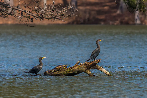 Sunning out at Stone Mountain 2 double-crested cormorant's get some sun with some turtles out on Stone Mountain Lake.  Geotagged,Phalacrocorax auritus,United States,Winter,double-crested