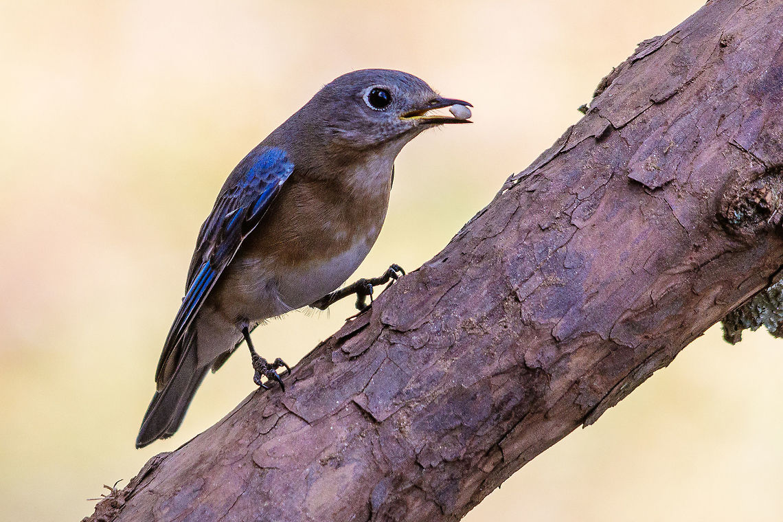 Eastern Bluebird I get these in my yard all the time but they are mostly very camera shy. This one was kind enough to let me get this shot of a nice afternoon snack. Eastern Bluebird,Geotagged,Sialia sialis,United States,Winter