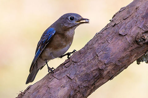 Eastern Bluebird I get these in my yard all the time but they are mostly very camera shy. This one was kind enough to let me get this shot of a nice afternoon snack. Eastern Bluebird,Geotagged,Sialia sialis,United States,Winter