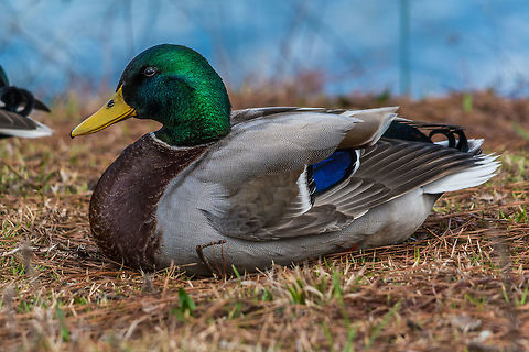 Male mallard rests in the sun at Rhodes  Jordan Park in Lawrenceville, GA Most of his buddies were in the water, but this one and a female were resting on the shore. Anas platyrhynchos,Geotagged,Mallard,United States,Winter