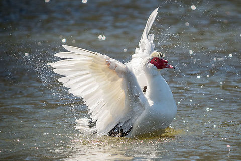 Muscovy duck struts his stuff This guy was definitely the alpha duck in this lake in Piedmont Park, Atlanta. He took a well deserved stretch after be put the beat down on some of the other would-be suitors in the area. Cairina moschata,Geotagged,Muscovy duck,United States,Winter