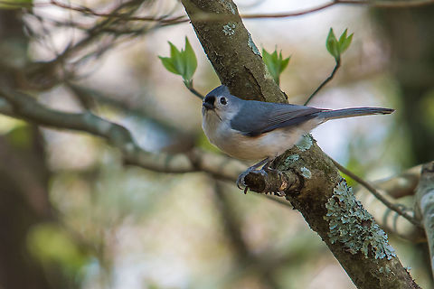 Tufted Titmouse enjoying a lovely Easter morning These little guys are plentiful but very skittish so I was happy to get this shot. Baeolophus bicolor,Geotagged,Spring,Tufted Titmouse,United States