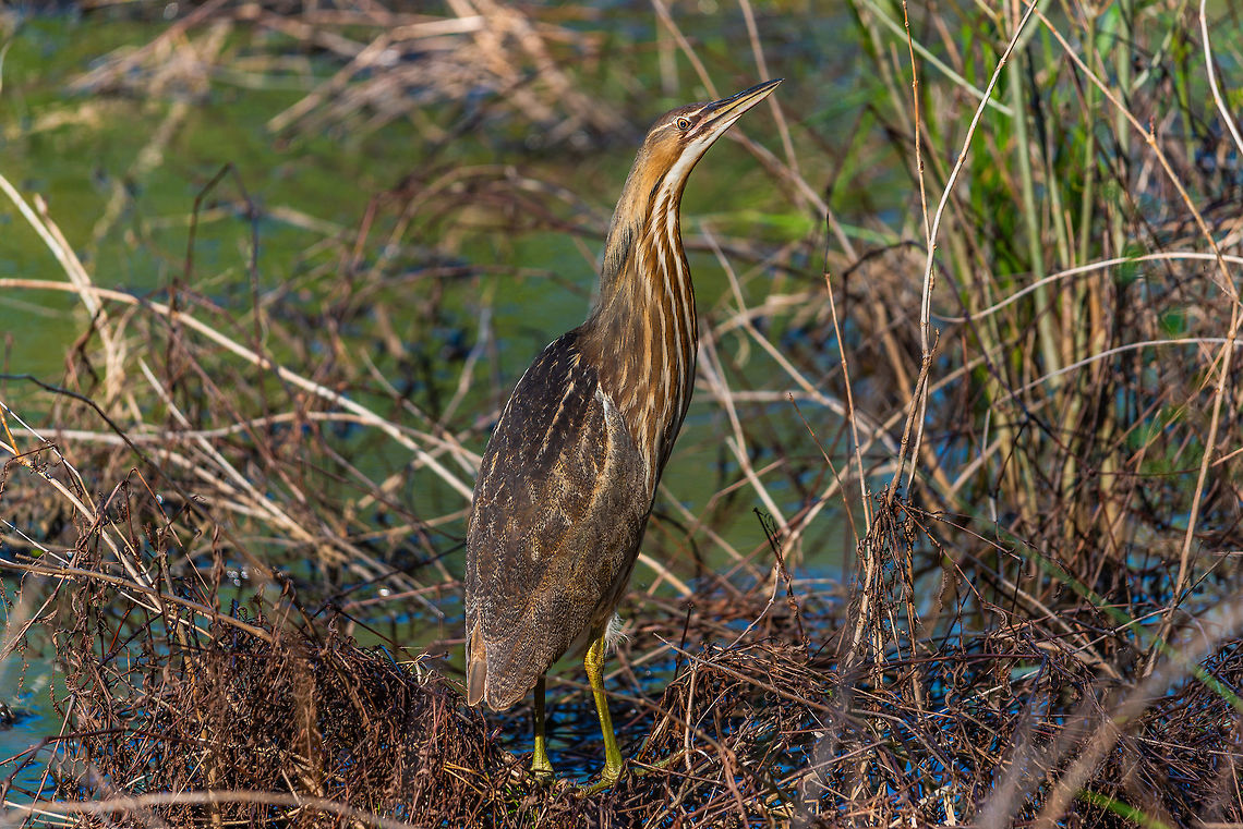 Rare visitor The American Bittern doesn&#039;t visit my area often so I was very happy to find this specimen while out at the Clyde Shepherd Nature Preserve in Decatur, GA today. American bittern,Botaurus lentiginosus,Geotagged,Spring,United States