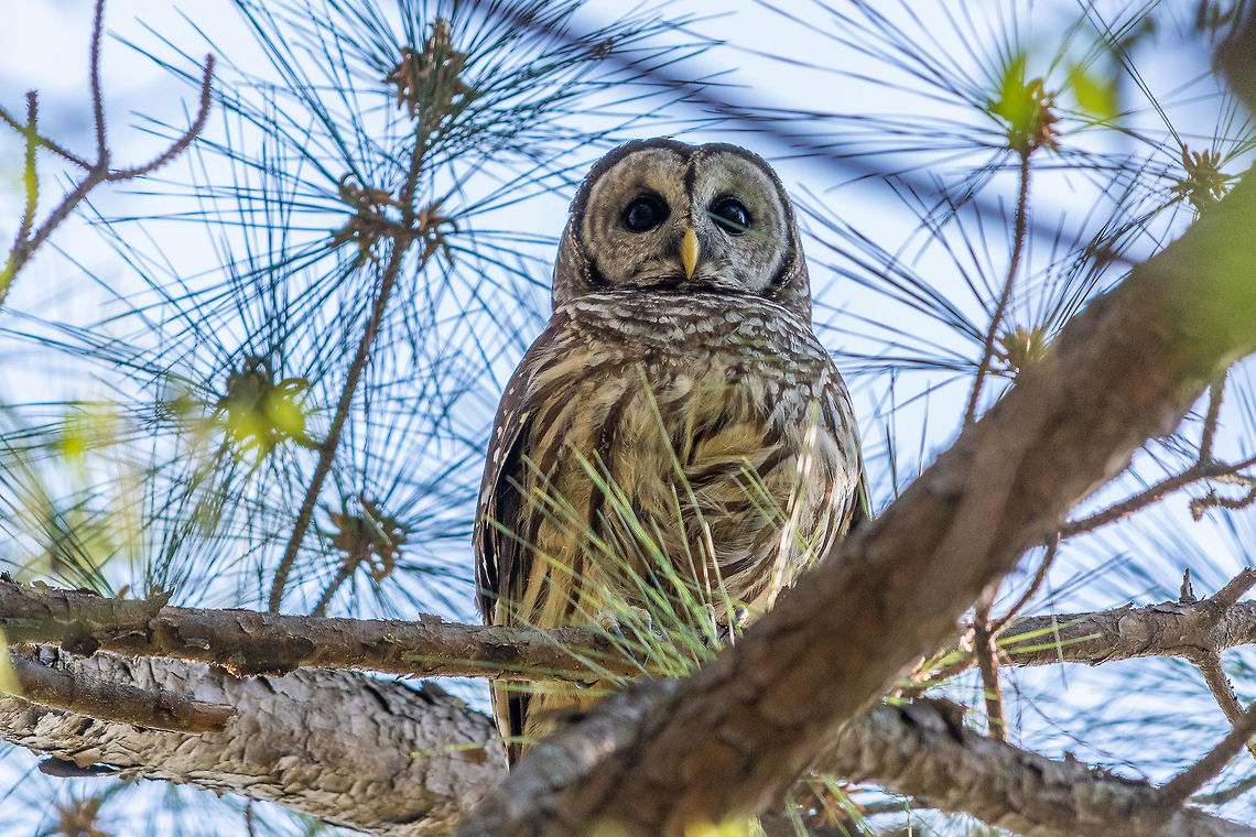 Ever vigilant guardian This barred owl didn&#039;t take his eyes off of me while I was walking the trail near his nest box in Clyde Shepherd Nature Preserve in Decatur, GA.   Barred Owl,Geotagged,Spring,Strix varia,United States