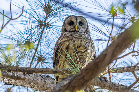 Ever vigilant guardian This barred owl didn't take his eyes off of me while I was walking the trail near his nest box in Clyde Shepherd Nature Preserve in Decatur, GA.   Barred Owl,Geotagged,Spring,Strix varia,United States