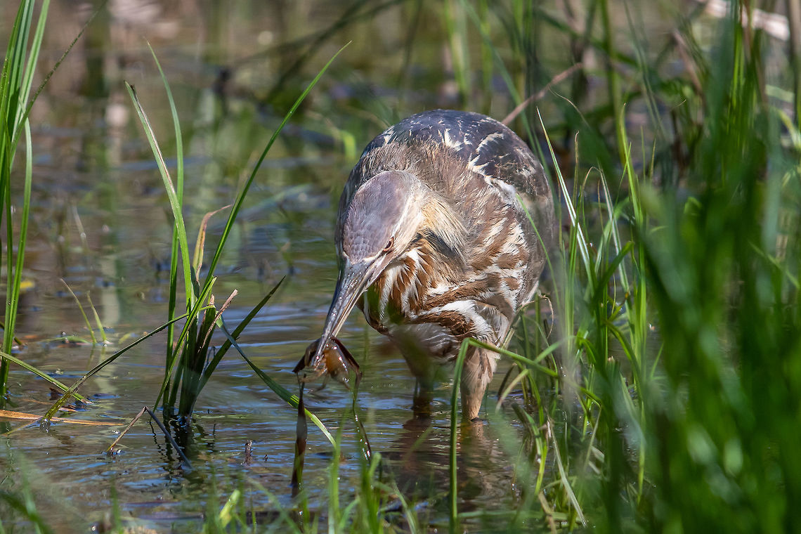 I'll have the crawfish ...and a lot of them! I watched this gal for about an hour and she took down 32+ of these little guys!  American bittern,Botaurus lentiginosus,Geotagged,Spring,United States
