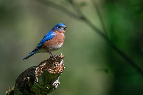 The owls were shy today I did see this eastern bluebird catching some sun and posing for me though. Eastern Bluebird,Geotagged,Sialia sialis,Spring,United States