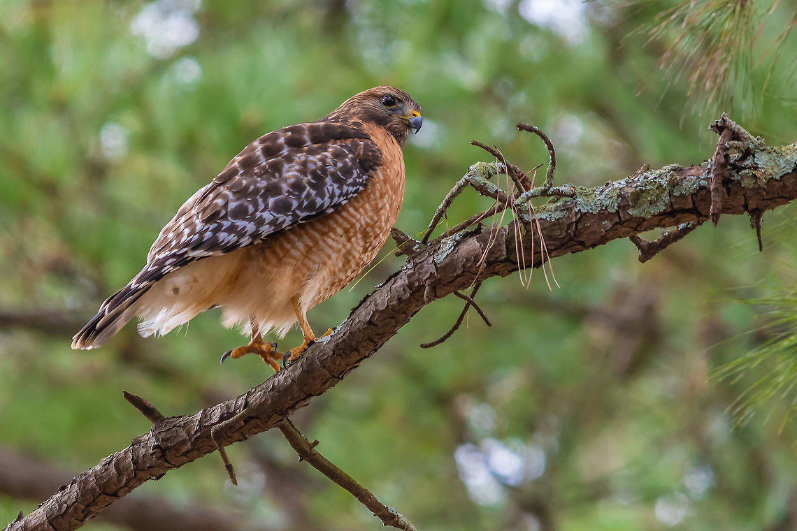 My neighborhood red-shouldered hawk This guy (gal?) hangs out in my neighborhood and stalks my feeder from time to time.  This one is a juvenile based on the coloring- I&#039;d love it if someone could chime in on that. Buteo lineatus,Fall,Geotagged,Red-shouldered Hawk,United States