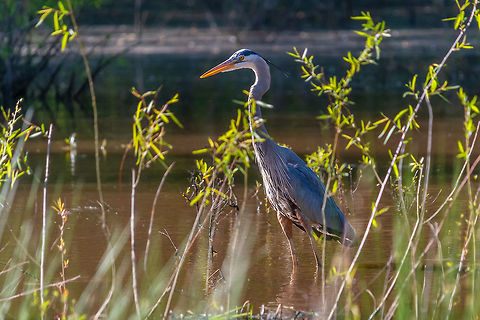 A great blue heron does some frog hunting in the shallows I was hoping to see the banded king fisher tonight but it was really windy and they were shy. This fellow was looking great and the light was perfect so he was my model tonight instead. Ardea herodias,Geotagged,Great blue heron,Spring,United States