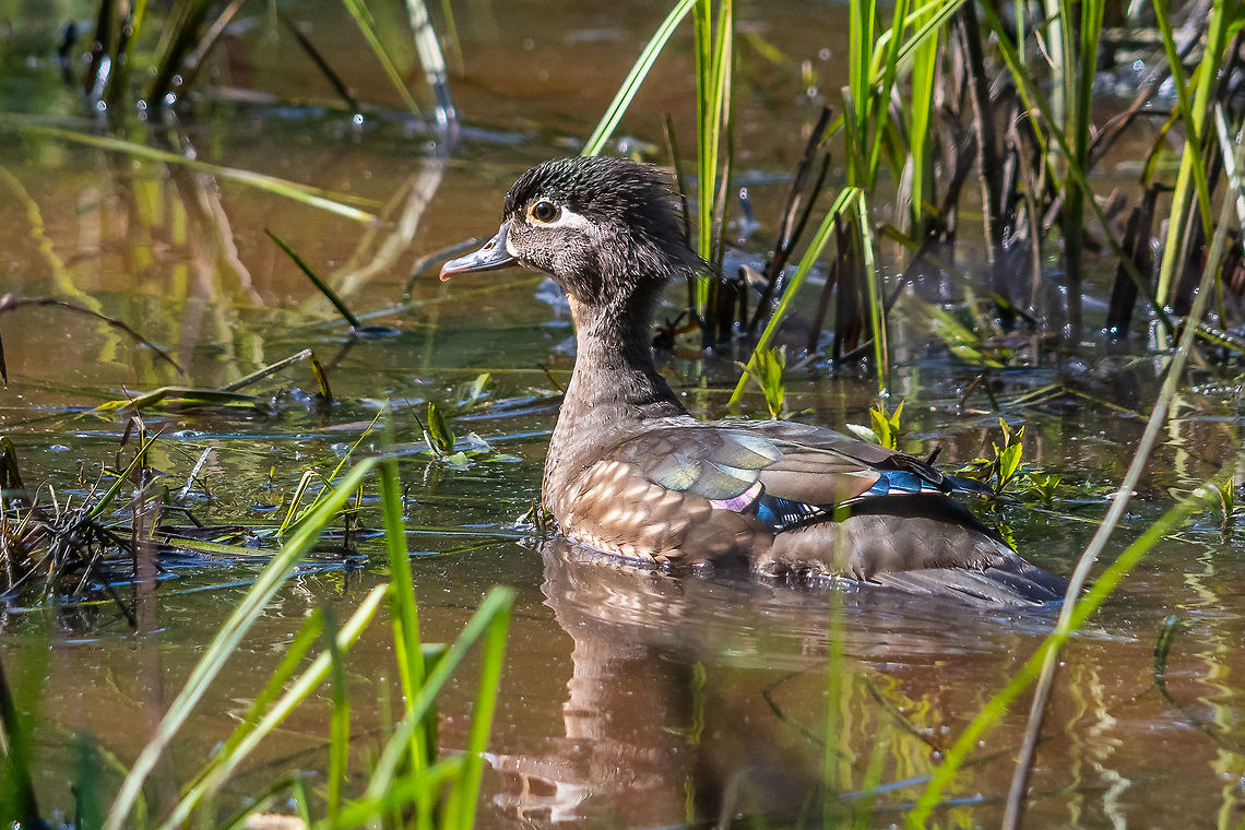 Mother wood duck keeps a wary eye on us Her dwindling brood was safely in the weeds behind her. She started with 12 but is down to 6 over 2 days, I suspect due to the enormous snapping turtle I&#039;ve seen lurking in this pond. Aix sponsa,Geotagged,Spring,United States,Wood duck