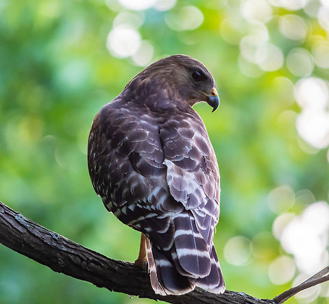Red shouldered hawk scoping out a potential meal I was waiting for the beaver to show up in the pond when this big gal stopped to check out some wood ducklings. She weighed it out for a few minutes before going across the pond with her mate for easier prey. Buteo lineatus,Geotagged,Red-shouldered Hawk,Spring,United States,lineatus,red-shouldered