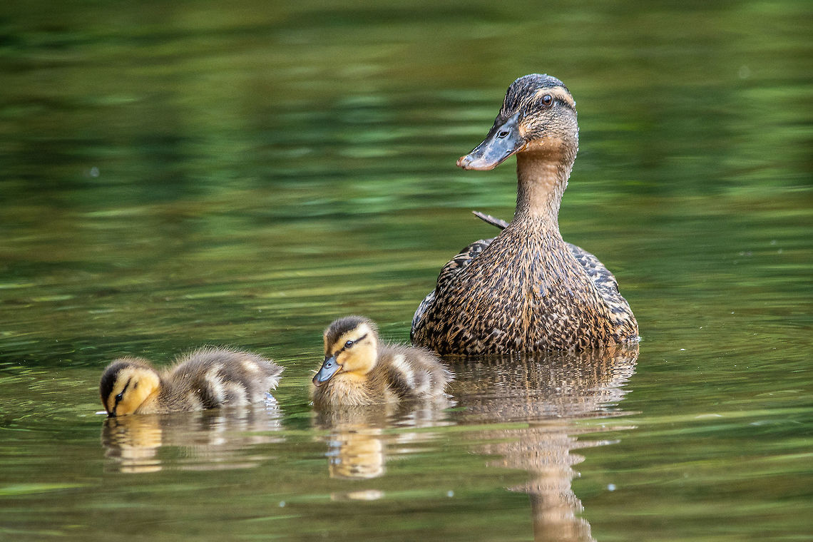 Mama watching over her brood This family was out for an afternoon snack in Lake Erin in Henderson Park, Tucker, GA. Anas platyrhynchos,Geotagged,Mallard,Spring,United States