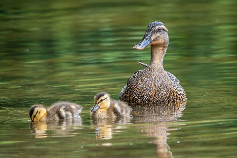 Mama watching over her brood This family was out for an afternoon snack in Lake Erin in Henderson Park, Tucker, GA. Anas platyrhynchos,Geotagged,Mallard,Spring,United States