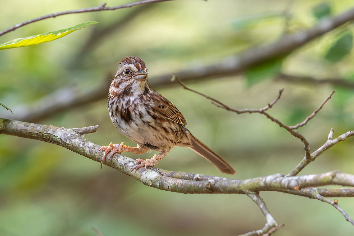 Song sparrow This little guy was buzzing around the park looking for an easy meal- I think he's molting- His feathers are looking thin and he's got some gnarly build up on his feet (unless he's just wearing his hobbit costume). Geotagged,Melospiza melodia,Song Sparrow,Spring,United States