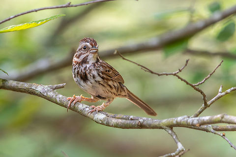 Song sparrow This little guy was buzzing around the park looking for an easy meal- I think he's molting- His feathers are looking thin and he's got some gnarly build up on his feet (unless he's just wearing his hobbit costume). Geotagged,Melospiza melodia,Song Sparrow,Spring,United States