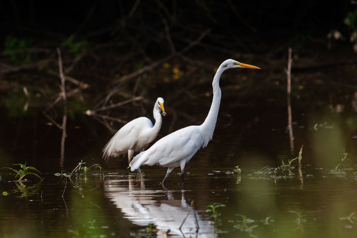 White Herons or Great Egrets? I went out to Clyde Shepherd Nature Preserve looking for a yellow crowned night heron and was pleasantly surprised to find a trio of these. I am not 100% sure of the species. The bills are fairly heavy which makes me think white heron but the black legs say egret.  I&#039;d love to have a positive ID from one of the more knowing members here. Ardea alba,Geotagged,Great egret,Spring,United States