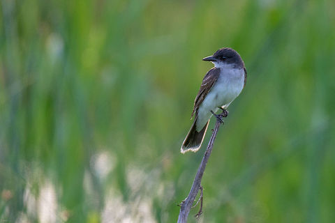 Eastern Kingbird This guy was hanging out at the Montezuma Wildlife Refuge in central NYS. Eastern Kingbird,Geotagged,Summer,Tyrannus tyrannus,United States