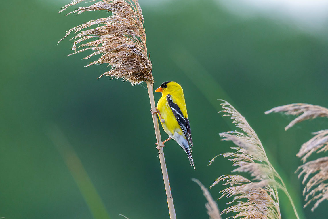 American Goldfinch Just perching on some pampas grass at the Montezuma Wildlife Refuge in central NYS. American Goldfinch,American goldfinch,Carduelis tristis,Geotagged,Spinus tristis,Summer,United States
