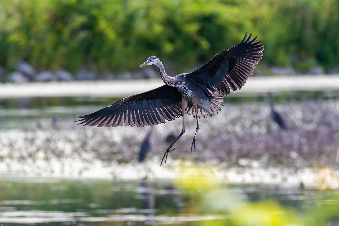 Great Blue Heron Coming in for a landing at a lake in the Montezuma Wildlife Refuge in central NYS Ardea herodias,Geotagged,Great blue heron,Summer,United States