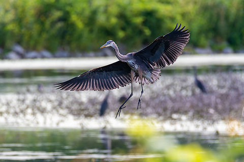 Great Blue Heron Coming in for a landing at a lake in the Montezuma Wildlife Refuge in central NYS Ardea herodias,Geotagged,Great blue heron,Summer,United States
