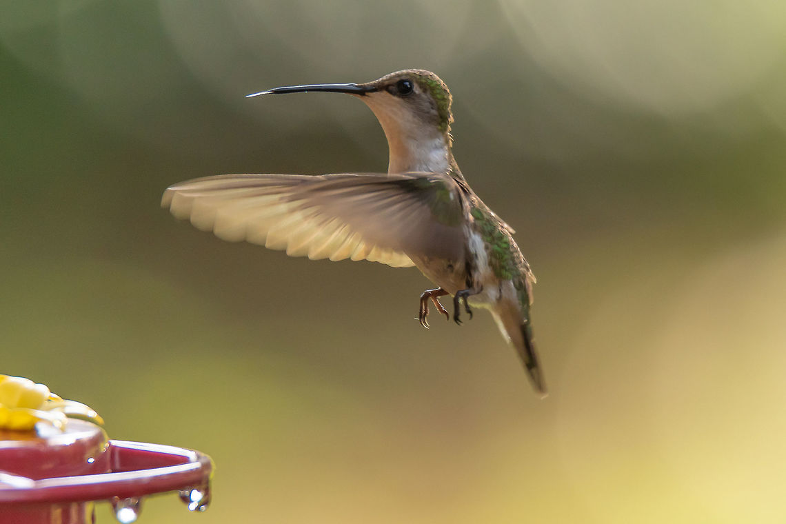 Female Ruby-Throated Hummingbird I had about a 10 minute window of good light between rain showers and got this little lovely at my feeder. Archilochus colubris,Geotagged,Ruby-throated hummingbird,Summer,United States