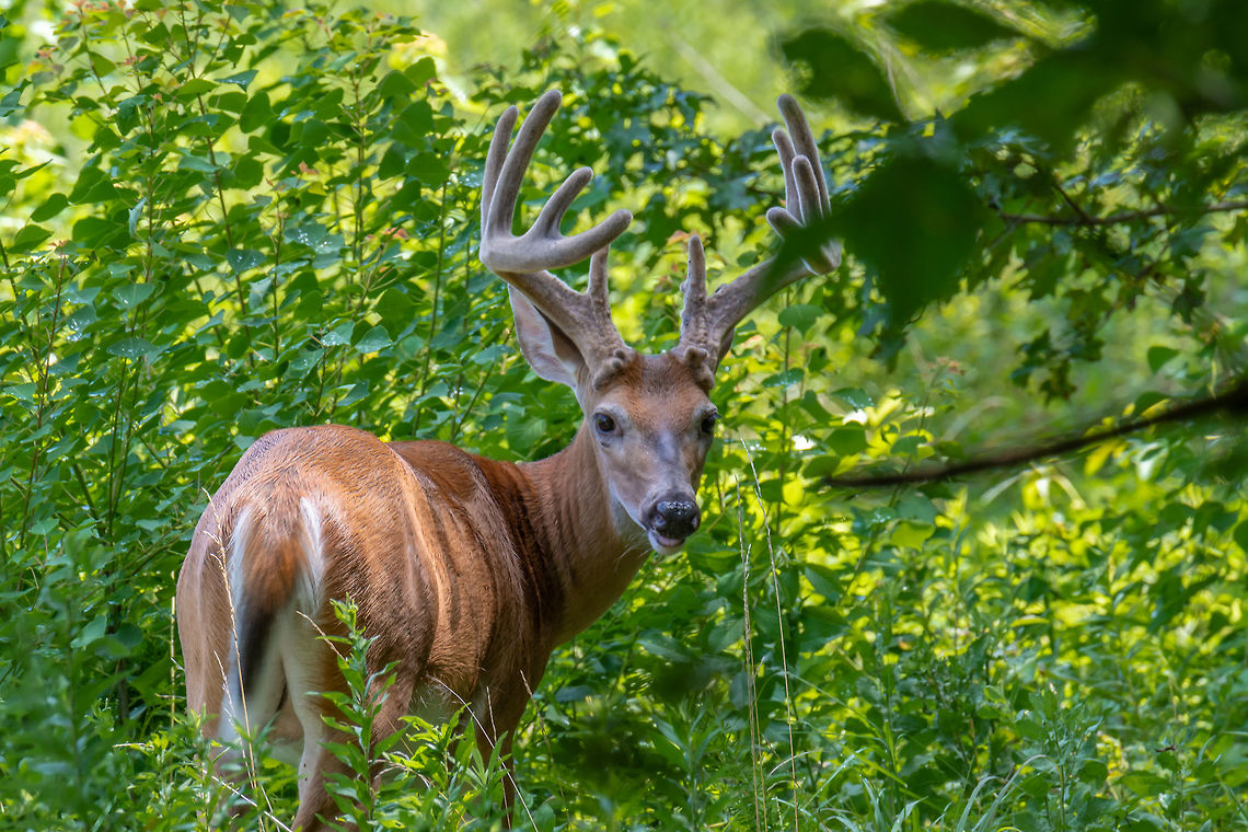 White tail buck This large 10-point velvet buck was grazing with 3 other bucks in Stone Mountain Park. In a month or two, they will be fighting for mating privileges but for now they're like a few guys grabbing a bite. Geotagged,Odocoileus virginianus,Summer,United States,White-tailed deer