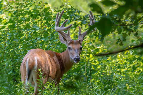 White tail buck This large 10-point velvet buck was grazing with 3 other bucks in Stone Mountain Park. In a month or two, they will be fighting for mating privileges but for now they're like a few guys grabbing a bite. Geotagged,Odocoileus virginianus,Summer,United States,White-tailed deer