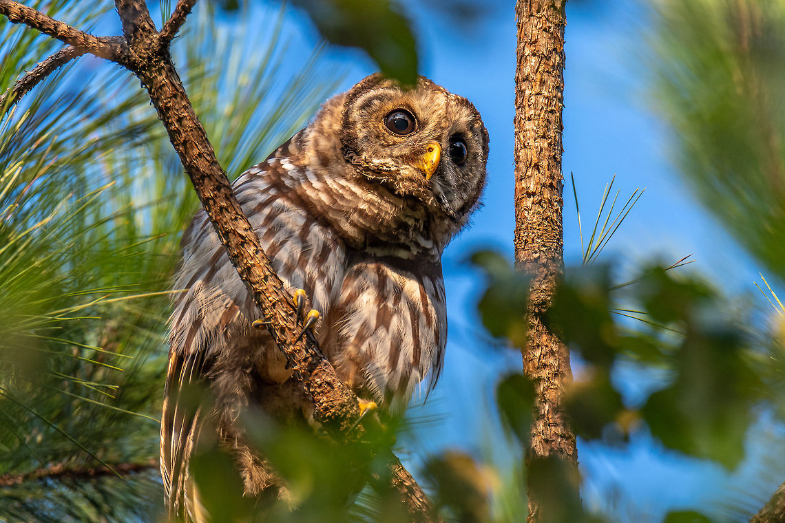 Barred Owl at Sunrise I had perfect morning light to capture this beauty in Stone Mountain Park this morning. Barred Owl,Geotagged,Strix varia,Summer,United States