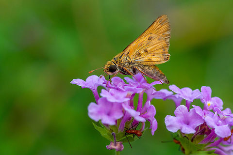 A Fiery Skipper stops for a snack. Not sure of the species of flower or the little red bug underneath it though.  Fiery Skipper,Geotagged,Hylephila phyleus,Summer,United States