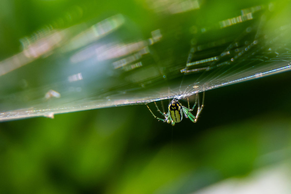 OMG, Look at her butt! An orchard orb spider wouldn&#039;t give me any eye contact but I did get this shot of the very colorful backside. If you look carefully, you can see the web hanging down- That&#039;s their quick escape route- They hang upside down and drop from their web if they detect a threat.   Geotagged,Leucauge venusta,Orchard spider,Spring,United States