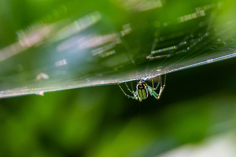 OMG, Look at her butt! An orchard orb spider wouldn't give me any eye contact but I did get this shot of the very colorful backside. If you look carefully, you can see the web hanging down- That's their quick escape route- They hang upside down and drop from their web if they detect a threat.   Geotagged,Leucauge venusta,Orchard spider,Spring,United States