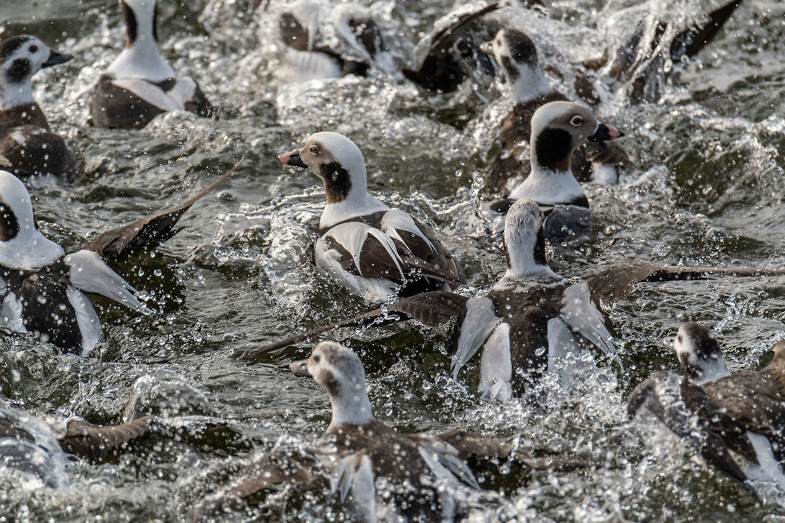 Surfacing A flock of long-tailed ducks surprised me by surfacing right in front of me while looking for eagles in Irondequoit Bay near Rochester, NY. It was a pleasant surprise to see this normal salt-water bird here in update NY. Clangula hyemalis,Geotagged,Long-tailed duck,United States,Winter,hyemalis