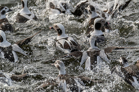 Surfacing A flock of long-tailed ducks surprised me by surfacing right in front of me while looking for eagles in Irondequoit Bay near Rochester, NY. It was a pleasant surprise to see this normal salt-water bird here in update NY. Clangula hyemalis,Geotagged,Long-tailed duck,United States,Winter,hyemalis
