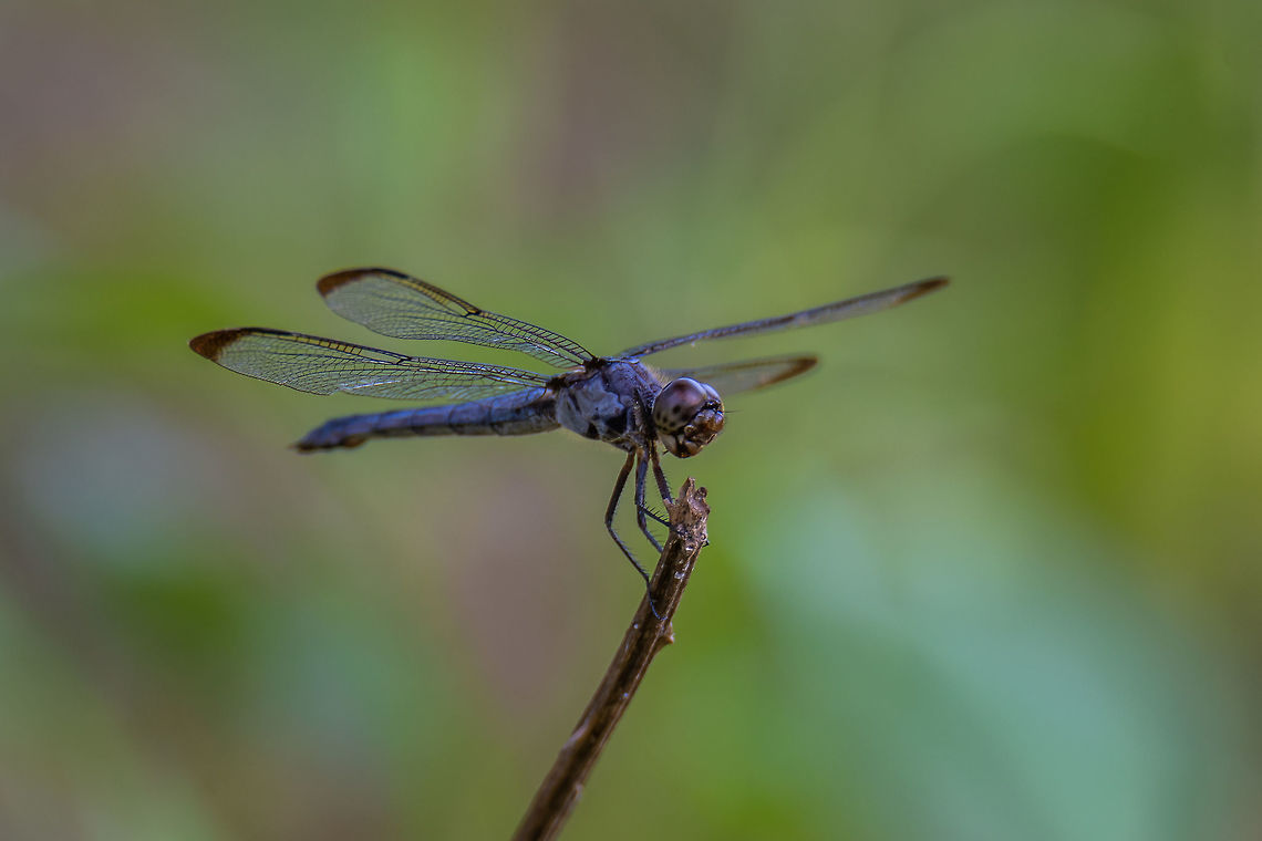 Blue Dasher These are plentiful in my area in the summer, but they are hard to photograph because they don&#039;t usually pose like this but this one took a break just long enough for me to get this shot.   Blue dasher,Geotagged,Pachydiplax longipennis,Summer,United States
