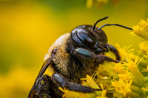 Bumble bee on golden rod This fellow and hundreds of his friends were dozing on the golden rod on a cool morning outside of Atlanta, GA Bombus impatiens,Geotagged,United States