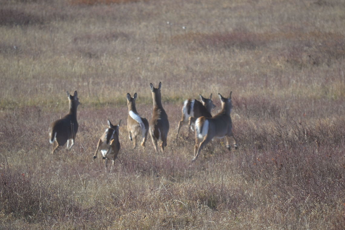 DSC_0089  Odocoileus virginianus,White-tailed Deer
