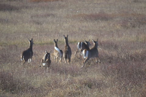 DSC_0089  Odocoileus virginianus,White-tailed Deer