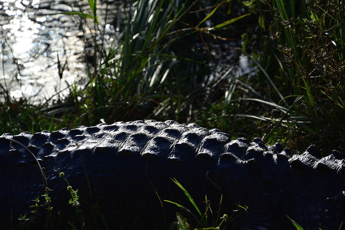 American Alligator in the Everglades  Alligator mississippiensis,American Alligator,Geotagged,United States,Winter