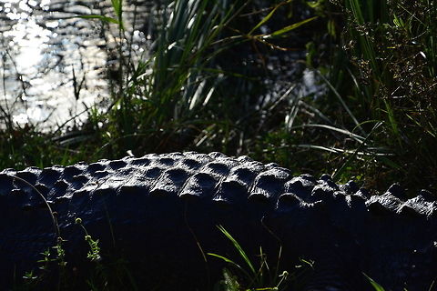 American Alligator in the Everglades  Alligator mississippiensis,American Alligator,Geotagged,United States,Winter