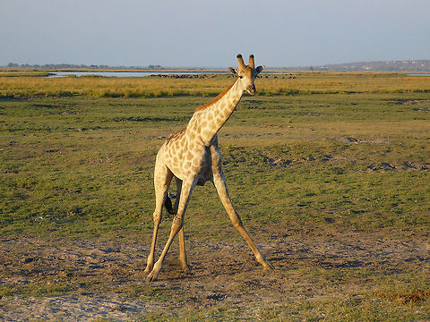 Angolensis Giraffe I took this photo in Botswana. Botswana,Geotagged,Giraffa camelopardalis,Giraffe,Winter