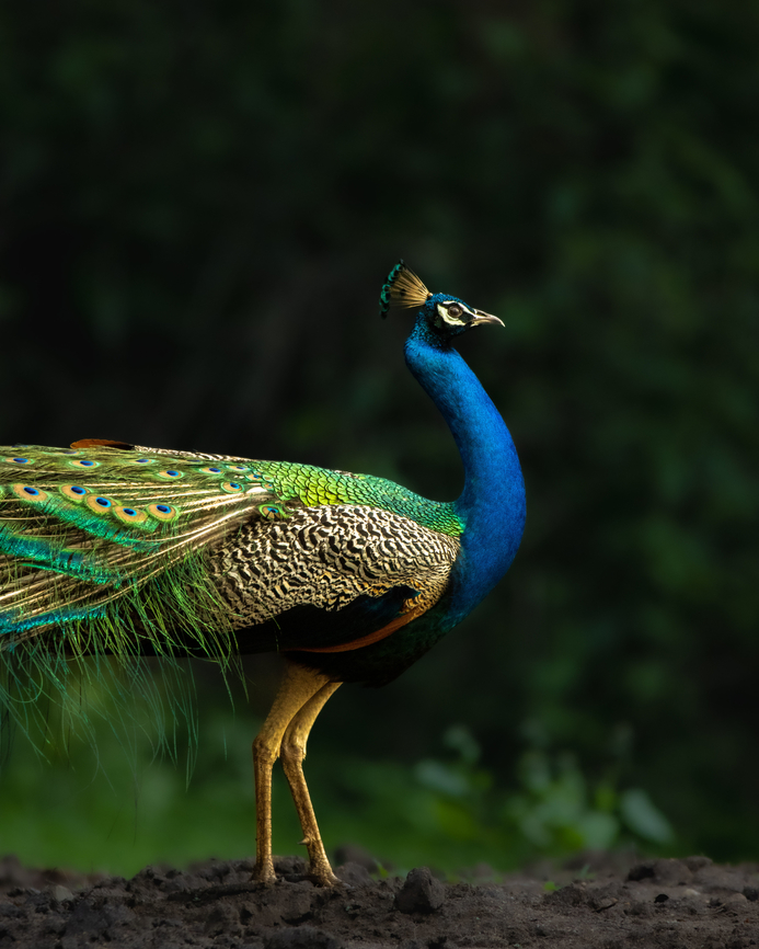 The National Pride of India True colours of a peacock being displayed in this close up shot Geotagged,India,Indian peafowl,Pavo cristatus,Peacock,Summer,bird,colourful,indian national bird