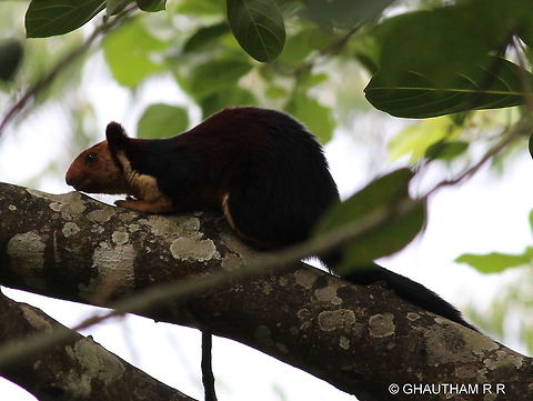 Giant squirrel  Indian Giant Squirrel,Ratufa indica