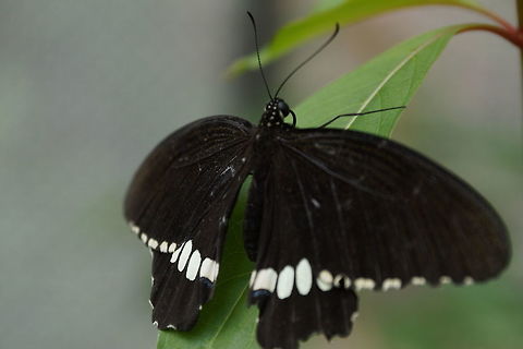 Dressed in black and white  Common Mormon,Papilio polytes