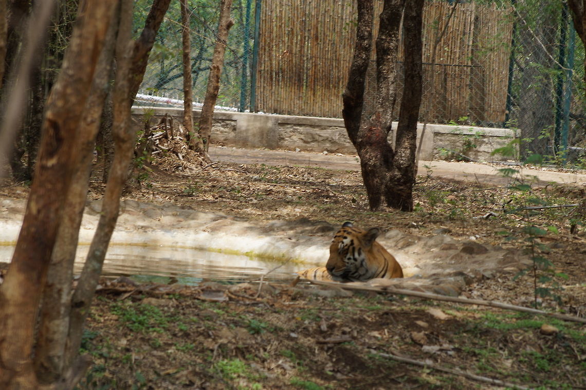 A sleepy tiger calming itself  Panthera tigris,Tiger