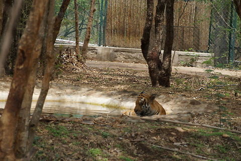 A sleepy tiger calming itself  Panthera tigris,Tiger