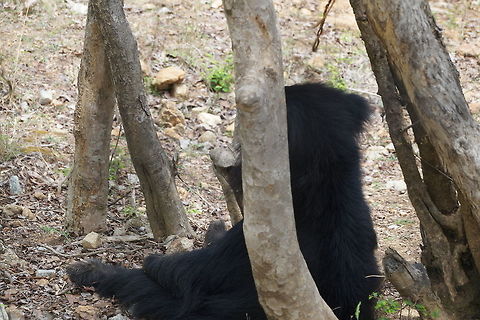 Sitting like a human  Melursus ursinus,Sloth bear