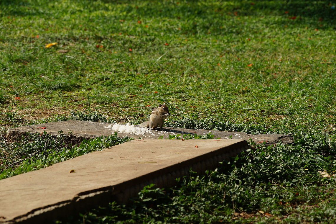 Crunching in the scorching heat  Funambulus palmarum,Indian palm squirrel